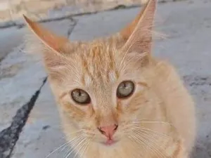 Gato raça SRD-ViraLata idade 2 a 6 meses nome Sucrilhos