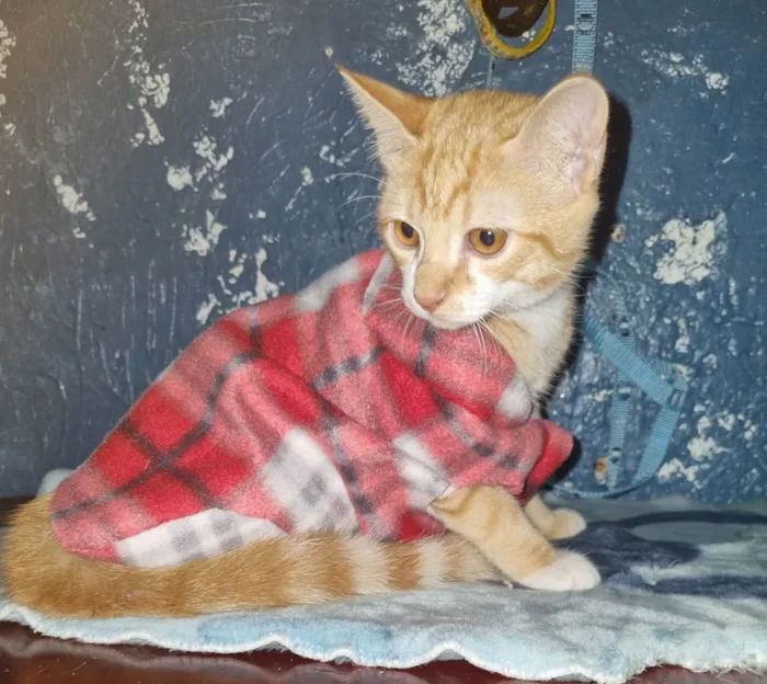 Gato ra a SRD-ViraLata idade 2 a 6 meses nome Gato amarelo 