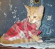 Gato amarelo