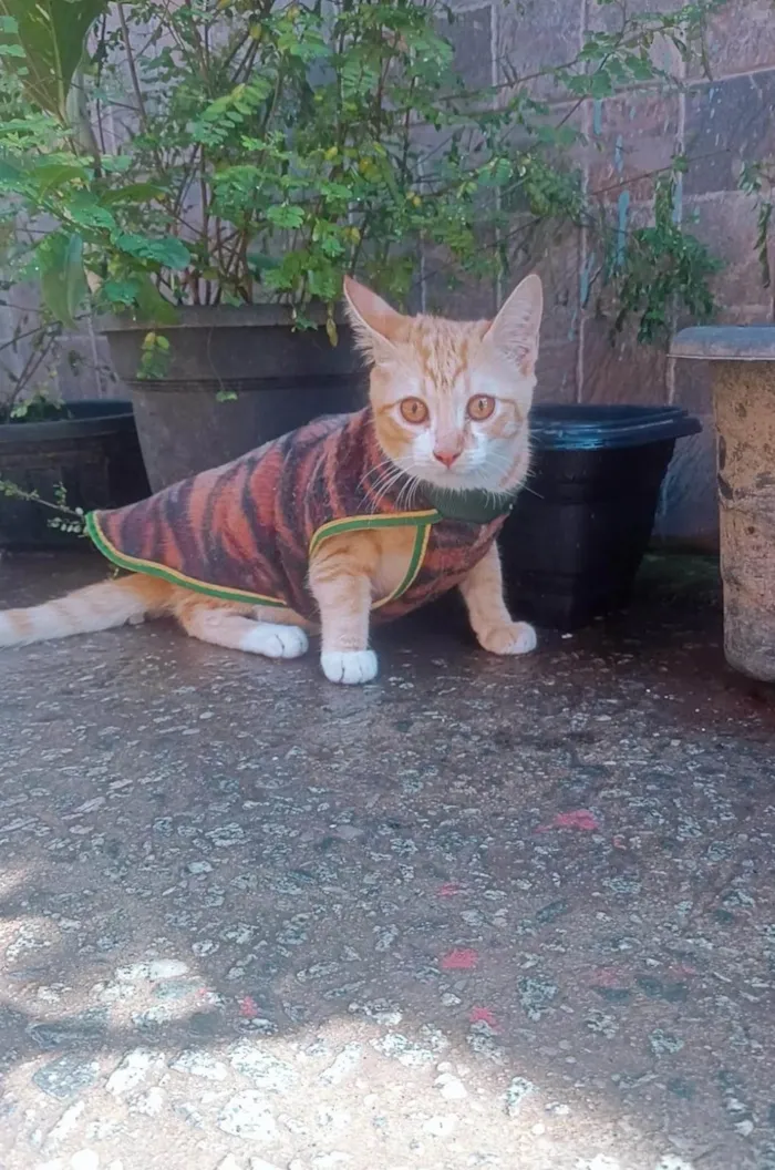 Gato ra a SRD-ViraLata idade 2 a 6 meses nome Gato amarelo 