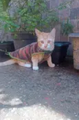 Gato amarelo