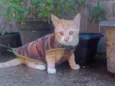 Gato amarelo