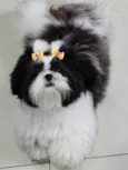 Bolinha