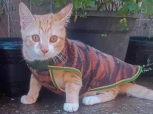 Gato raça SRD-ViraLata idade 2 a 6 meses nome Gato amarelo 