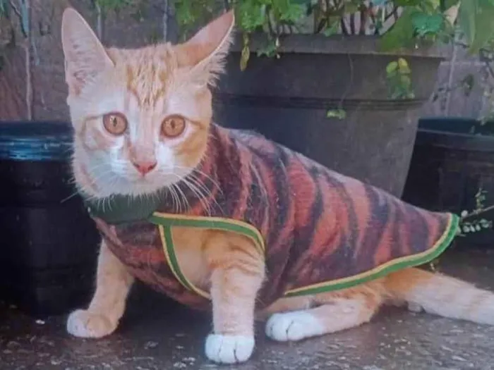 Gato ra a SRD-ViraLata idade 2 a 6 meses nome Gato amarelo 