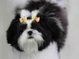 Bolinha
