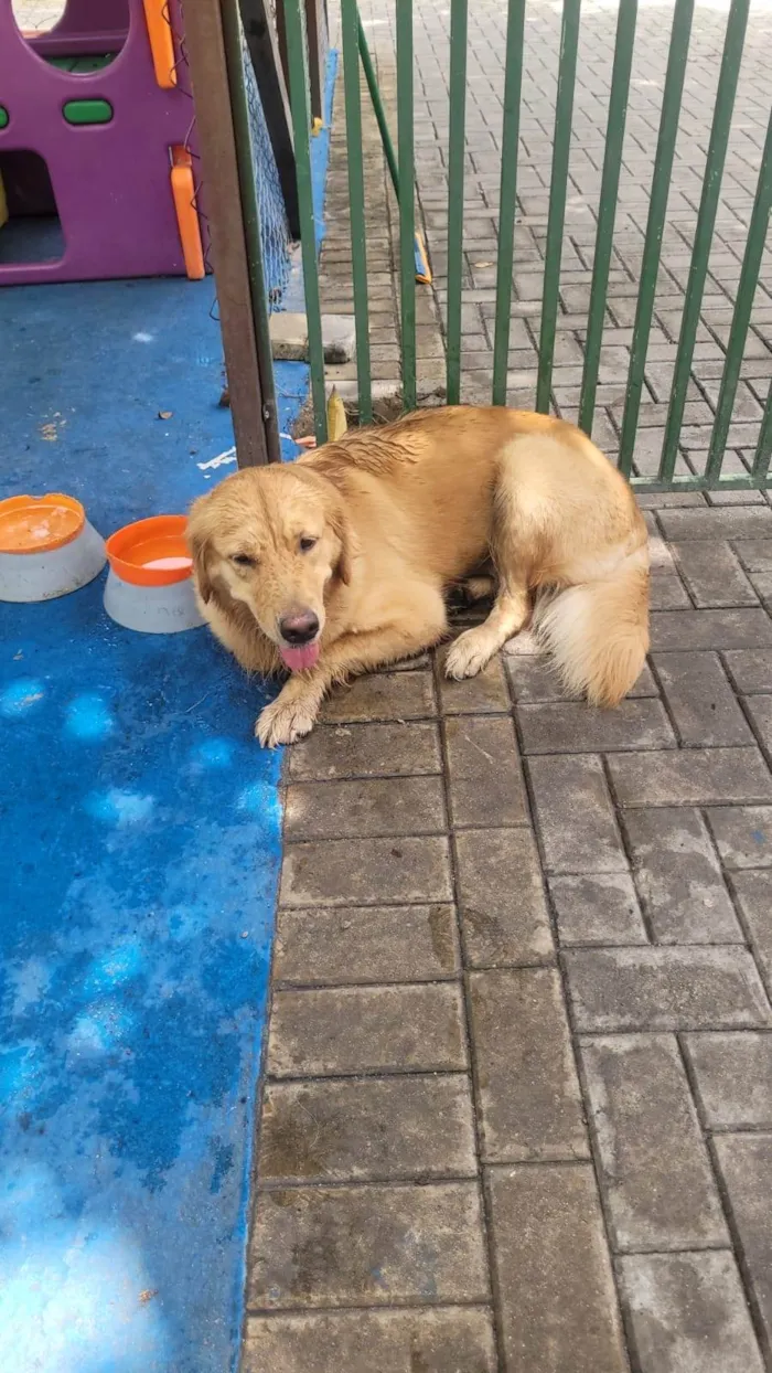 Cachorro ra a Golden Retriever idade 2 anos nome Kiara 