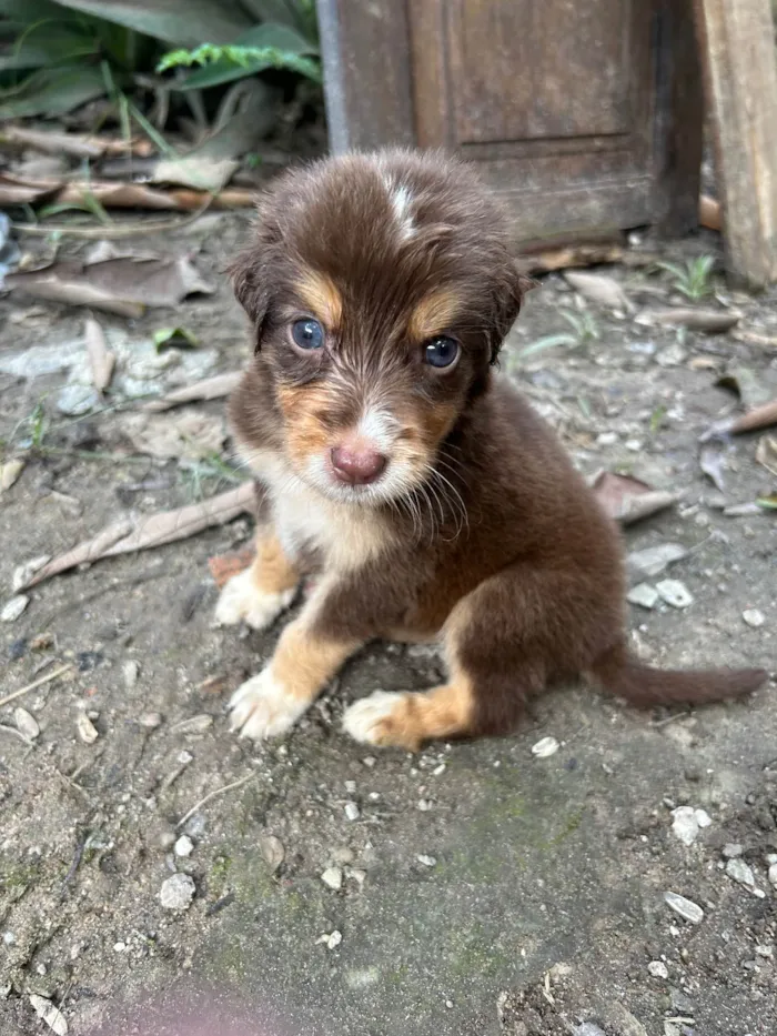 Cachorro ra a Srd  idade Abaixo de 2 meses nome Não tem nome ainda filhote 