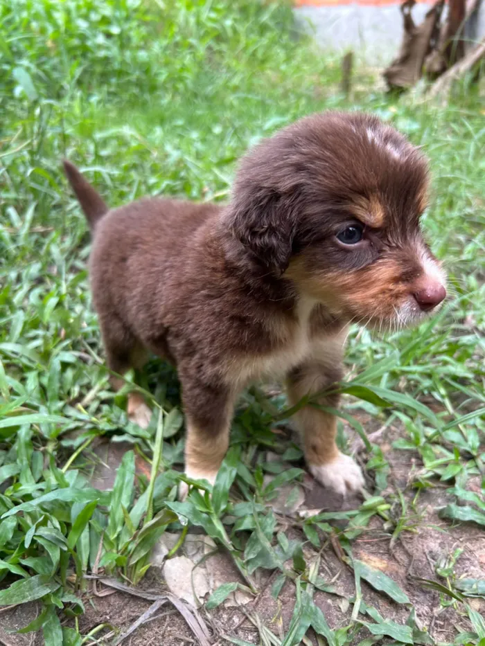 Cachorro ra a Srd  idade Abaixo de 2 meses nome Não tem nome ainda filhote 