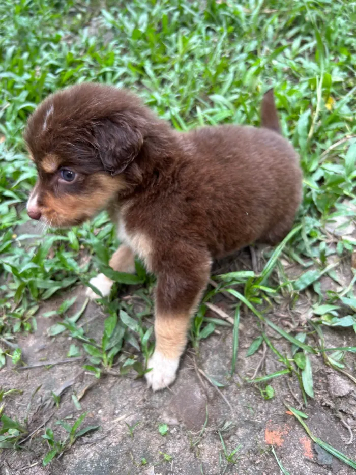 Cachorro ra a Srd  idade Abaixo de 2 meses nome Não tem nome ainda filhote 