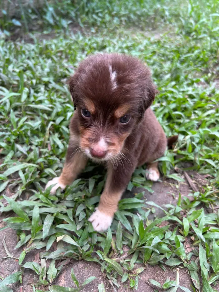 Cachorro ra a Srd  idade Abaixo de 2 meses nome Não tem nome ainda filhote 