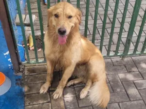 Cachorro raça Golden Retriever idade 2 anos nome Kiara 