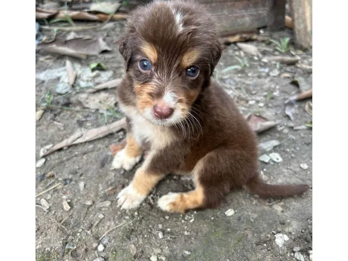 Cachorro ra a Srd  idade Abaixo de 2 meses nome Não tem nome ainda filhote 