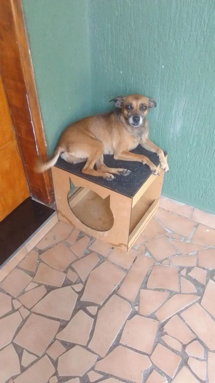 Cachorro ra a Vira lata caramelo  idade 5 anos nome Neguinha 