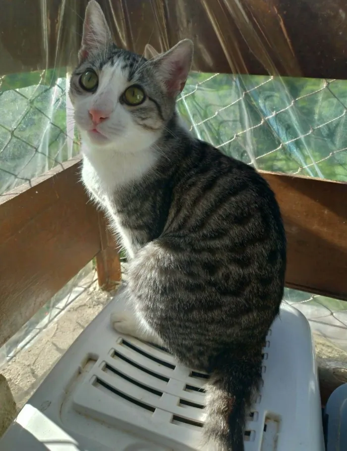 Gato ra a srd idade 1 ano nome FLOKINHO