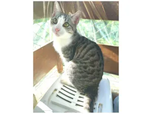 Gato raça srd idade 1 ano nome FLOKINHO