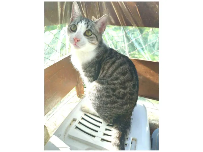 Gato ra a srd idade 1 ano nome FLOKINHO