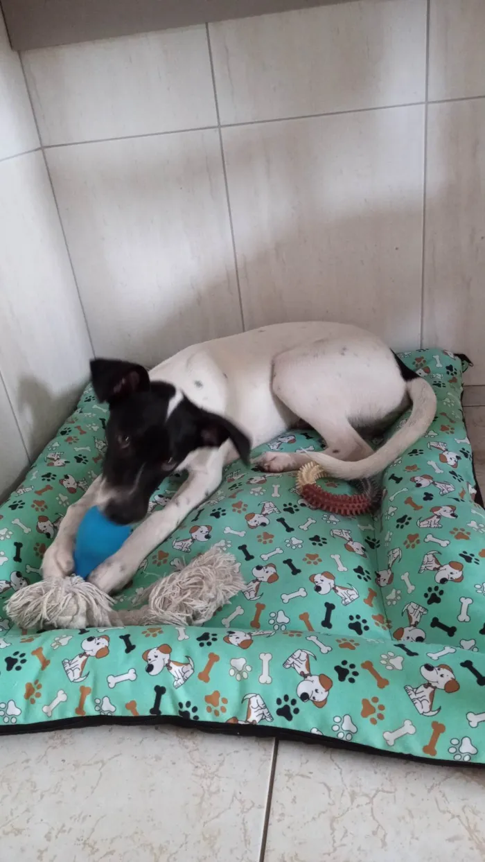 Cachorro ra a SRD-ViraLata idade 7 a 11 meses nome Mingau 