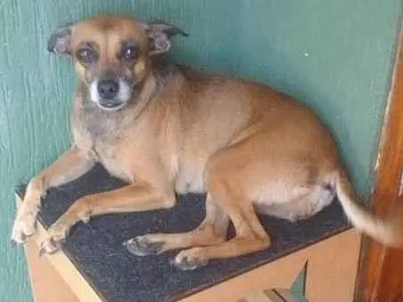 Cachorro ra a Vira lata caramelo  idade 5 anos nome Neguinha 