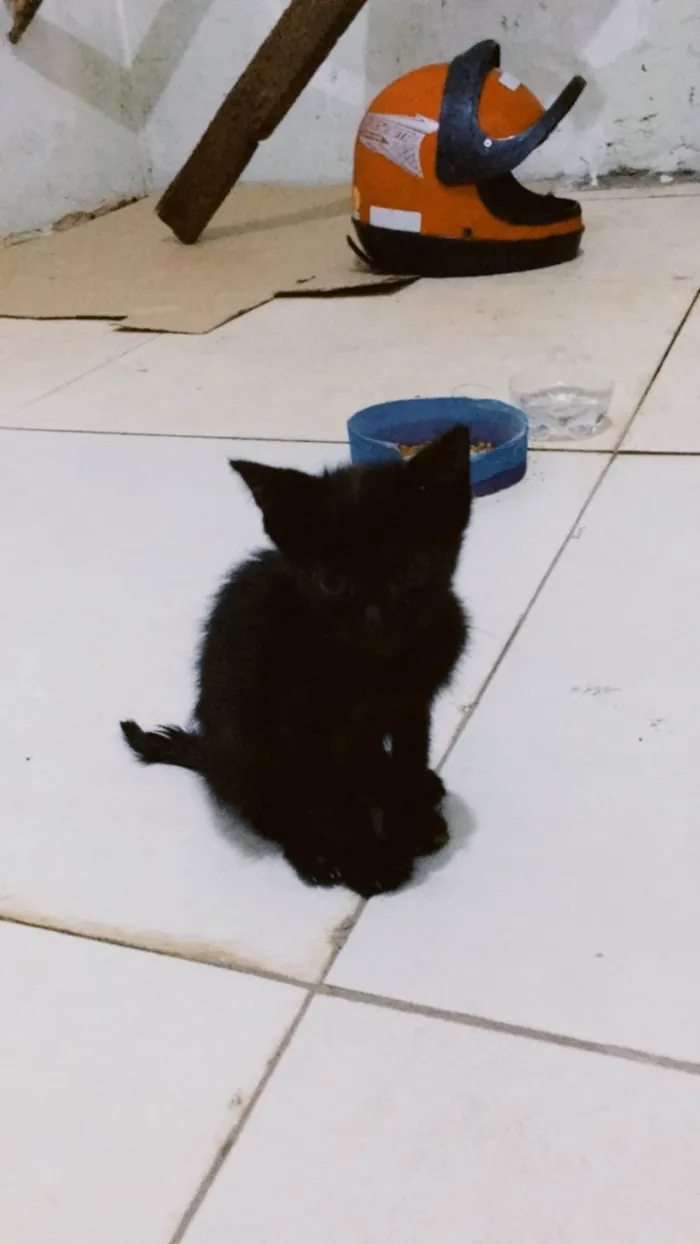 Gato ra a SRD-ViraLata idade 2 a 6 meses nome Gato amarelo 