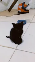 Gato amarelo