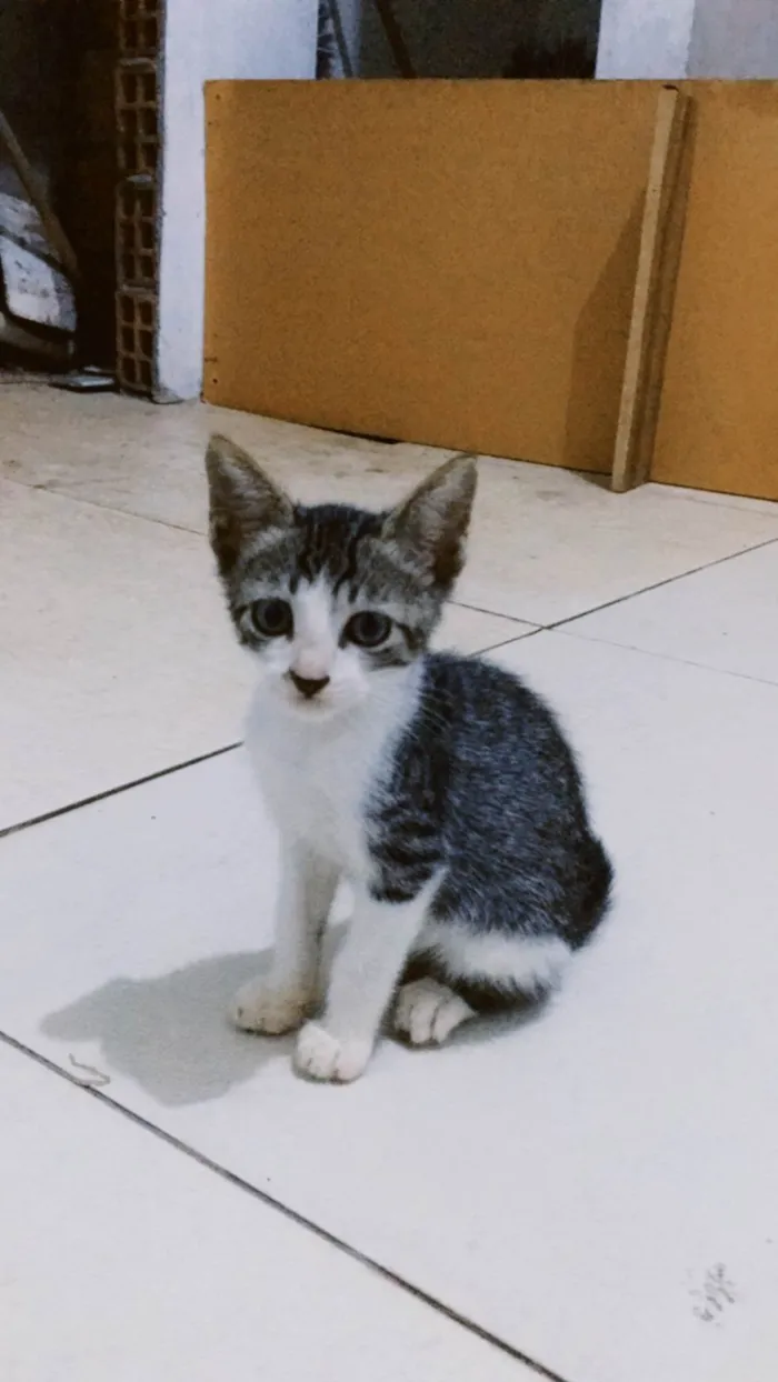 Gato ra a SRD-ViraLata idade 2 a 6 meses nome Gato amarelo 