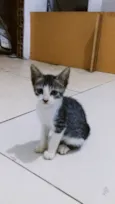 Gato amarelo