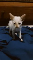 Gato amarelo