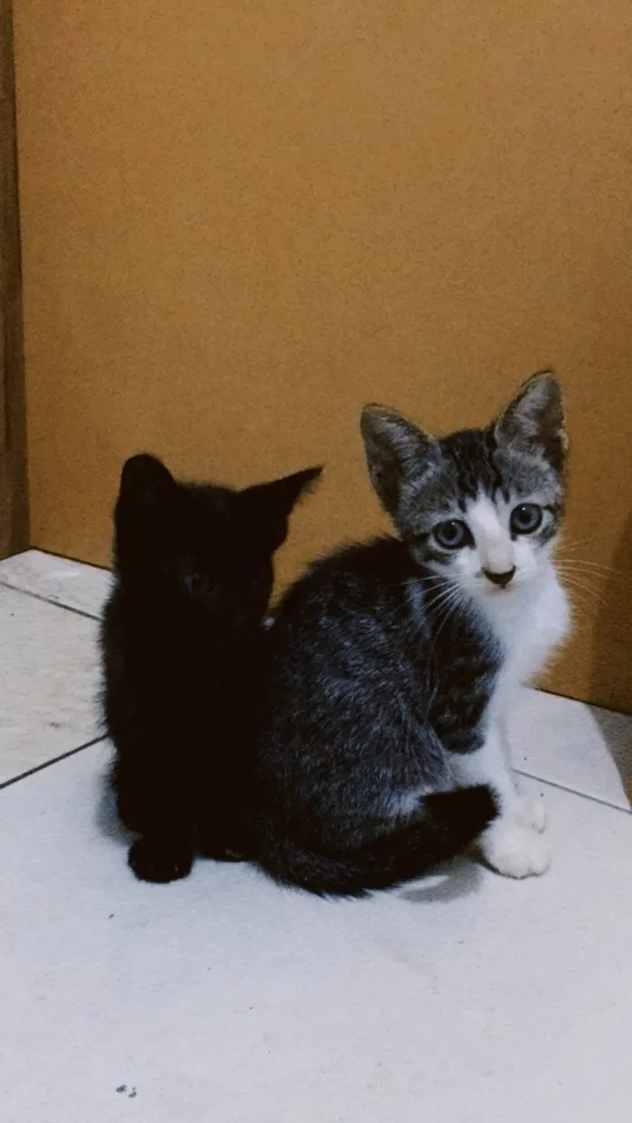 Gato ra a Gatinhos  idade Abaixo de 2 meses nome  safira