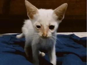 Gato raça Gatinhos  idade Abaixo de 2 meses nome  safira