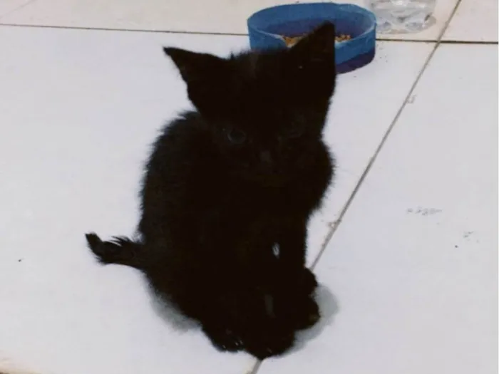 Gato ra a Gato idade Abaixo de 2 meses nome Pantera