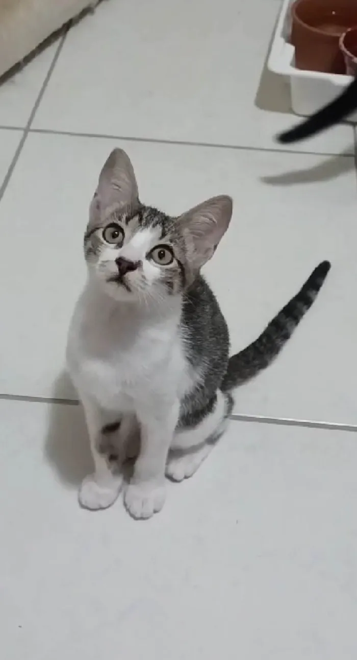 Gato ra a srd idade 2 a 6 meses nome MAÍSA