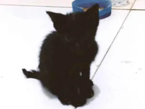 Gato raça Gato idade Abaixo de 2 meses nome Pantera