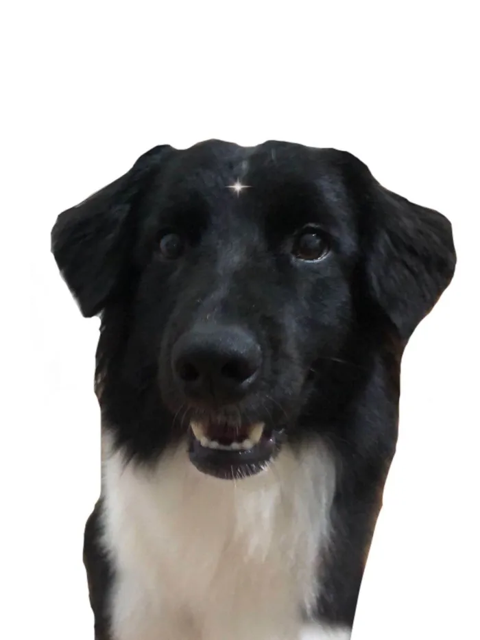 Cachorro ra a Border Collie idade 1 ano nome Zoe 