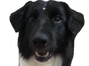 Cachorro raça Border Collie idade 1 ano nome Zoe 