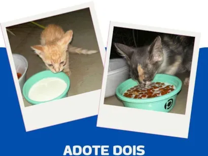 Gato raça SRD-ViraLata idade Abaixo de 2 meses nome Gatinhos 