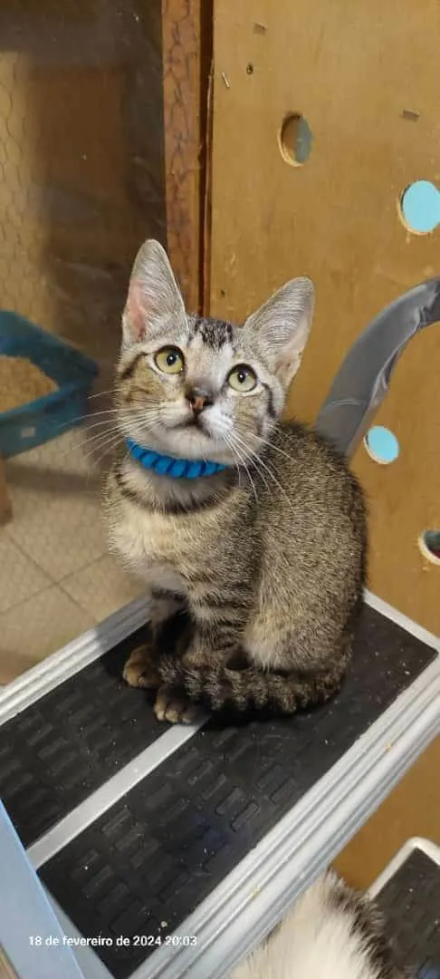 Gato ra a SRD-ViraLata idade 2 a 6 meses nome Duque 