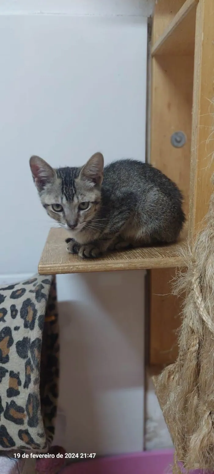 Gato ra a SRD-ViraLata idade 2 a 6 meses nome Duque 