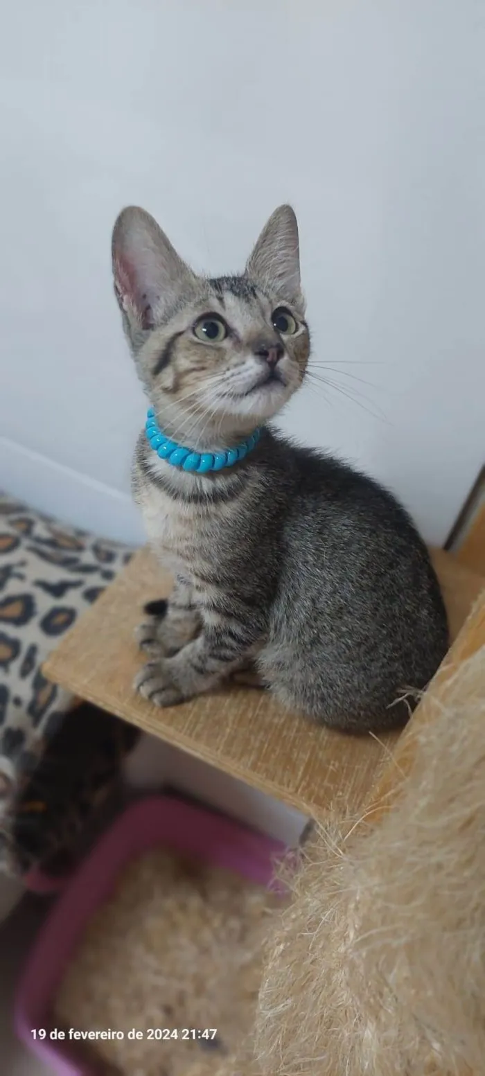Gato ra a SRD-ViraLata idade 2 a 6 meses nome Duque 