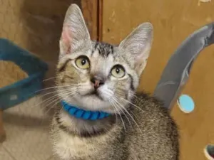Gato raça SRD-ViraLata idade 2 a 6 meses nome Duque 