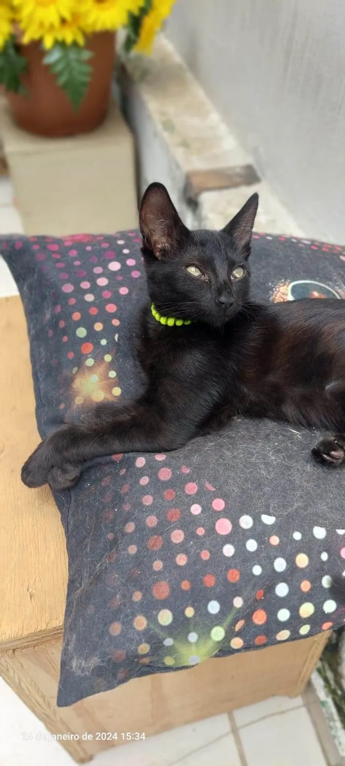 Gato ra a SRD-ViraLata idade 2 a 6 meses nome Shoyo
