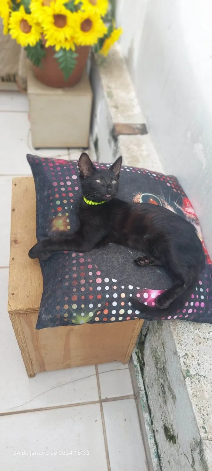 Gato ra a SRD-ViraLata idade 2 a 6 meses nome Shoyo
