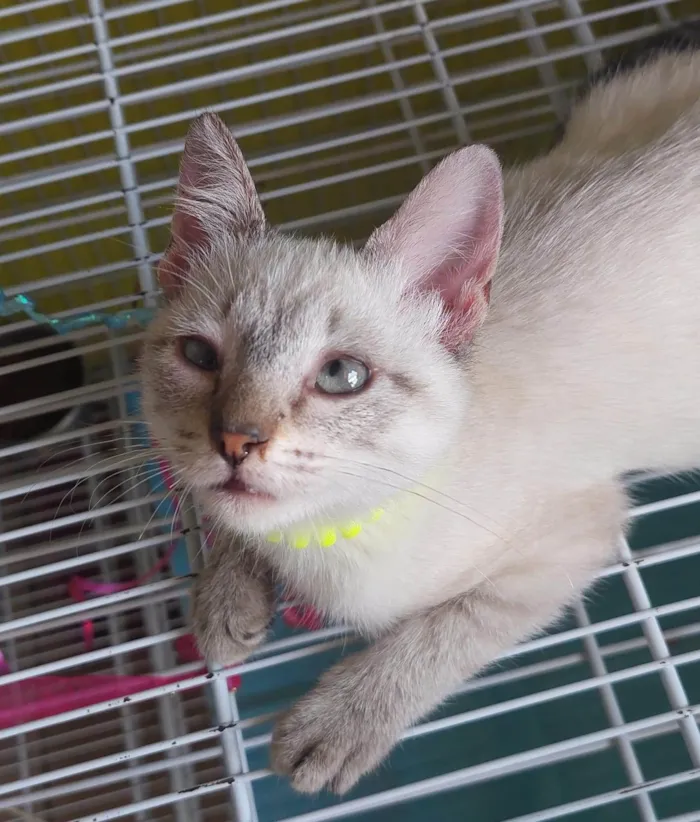 Gato ra a SRD-ViraLata idade 2 a 6 meses nome Keiko