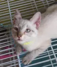 Keiko