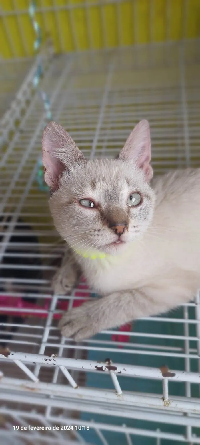 Gato ra a SRD-ViraLata idade 2 a 6 meses nome Keiko