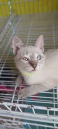 Keiko