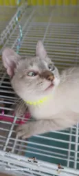 Keiko