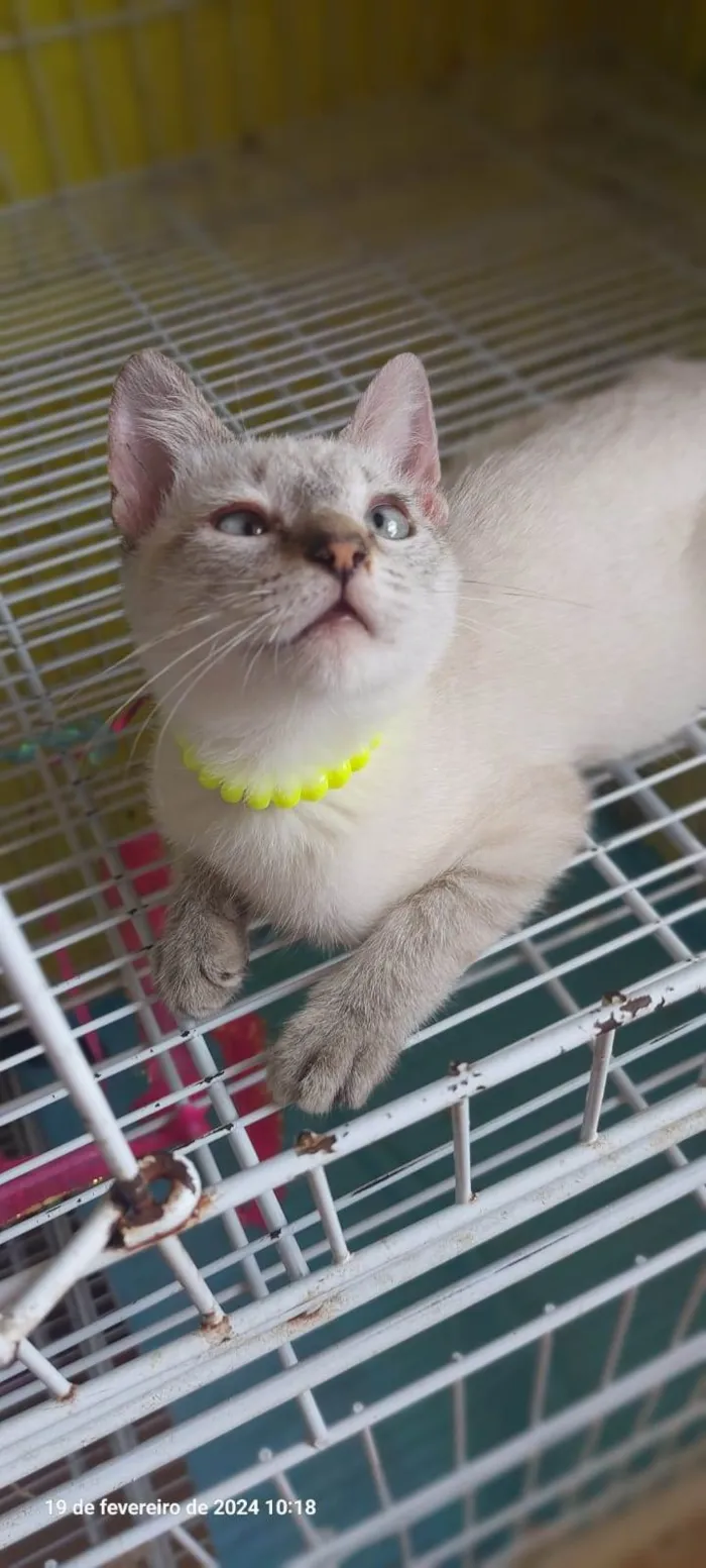 Gato ra a SRD-ViraLata idade 2 a 6 meses nome Keiko