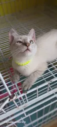 Keiko