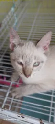 Keiko